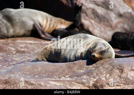 Ein braun-Seebär (Arctocephalus percivali), in Cape Cross, Namibia Stockfoto