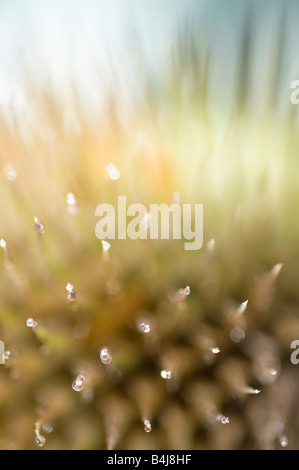 Karde, Dipsacus, Syivestris schließen Sie herauf Bild. Stockfoto