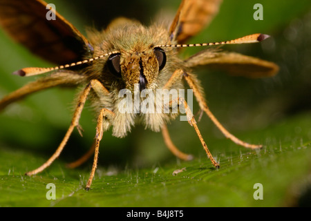 Großen Skipper Butterfly Ochlodes Venatus Hesperiidae UK Stockfoto