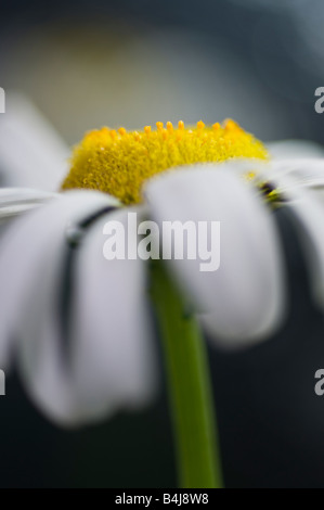 Ochse Auge Daisy Leucanthemum Vulgare Compositae: Black-Eyed Susan; Gelbe oder Gänseblümchen; Stockfoto