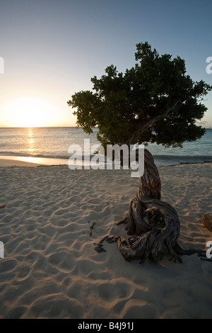 Fofoti divi Baum bei Sonnenuntergang Eagle Beach Aruba Niederländische Karibik Stockfoto