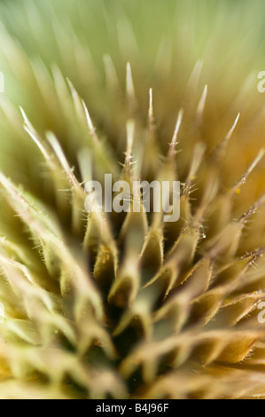 Karde, Dipsacus, Syivestris schließen Sie herauf Bild Stockfoto