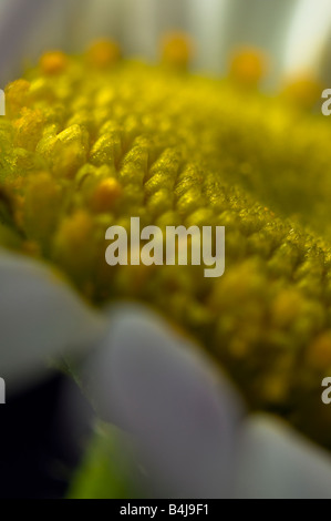 Ochsen-Auge Daisy - Leucanthemum vulgare Stockfoto