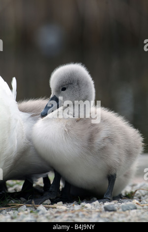 Höckerschwan (Cygnus Olor), Hick stehen am Strand neben Erwachsenen Stockfoto