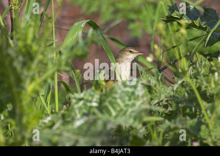 Große Reed Warbler Acrocephalus Arundinaceus lauert in der dichten Vegetation am Kalloni Eat River, Lesbos, Griechenland im April. Stockfoto