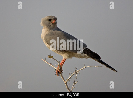 Blasse Chanting Goshawk thront auf Zweig, Namibia. Stockfoto