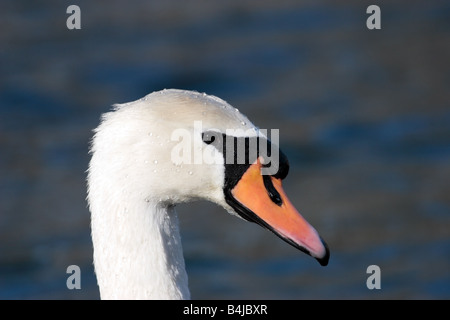 Close Up von einem Höckerschwan Cygnus Olor mit Wassertropfen auf den Kopf Stockfoto