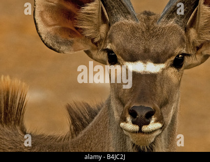 Kudu in Nahaufnahme, gefunden in der Nähe von Wasserloch in Namibia, Afrika. Stockfoto