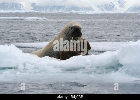 Ein Walross Mutter & klammerte sich an ein kleines Kalb bewegt Eisberg als den Eisstrom Süden Devon Island Stockfoto