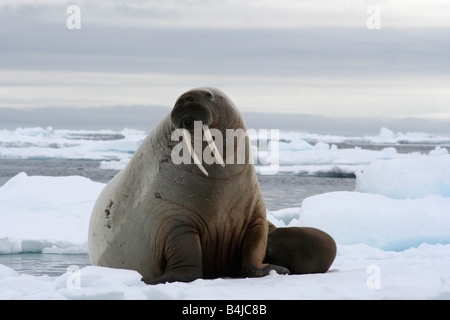 Ein Walross Mutter und Kalb klammerte sich an einen kleinen Eisberg der Eisstrom Süden Devon Island bewegt Stockfoto