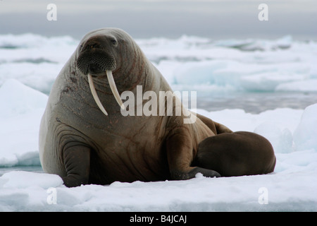 Ein Walross Mutter und Kalb klammerte sich an einen kleinen Eisberg der Eisstrom Süden Devon Island bewegt Stockfoto