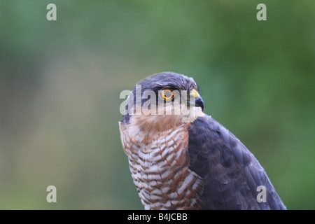 Wilde Sparrowhawk Accipter Nisus Close Up Vereinigtes Königreich Stockfoto