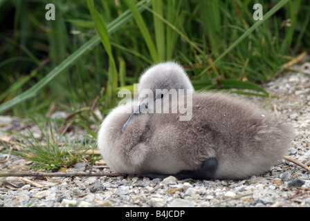 Höckerschwan (Cygnus Olor), Gewässer Küken ruht auf Kante Stockfoto