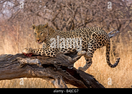 Leopard, Fütterung, Etosha Nationalpark, Namibia, Afrika. Stockfoto