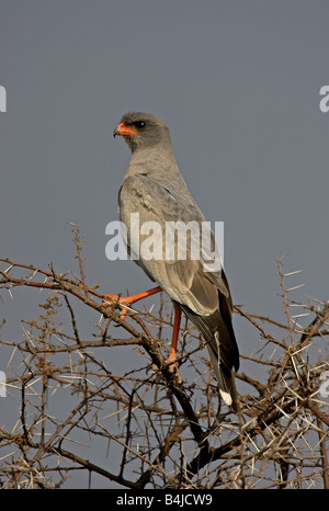 Blasse Chanting Goshawk ruhen im Baum, Etosha, Namibia. Stockfoto