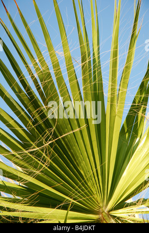 Palmwedel Baum Stockfoto