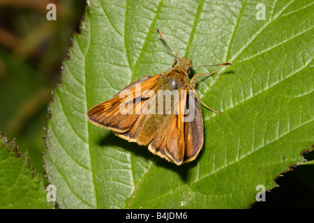 Großen Skipper Butterfly Ochlodes Venatus Hesperiidae UK Stockfoto