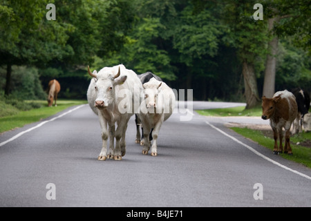 Rinder in den New Forest unterwegs Stockfoto