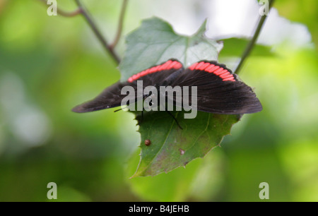 Roter Rand tropischer Schmetterling, Biblis hyperia, Nymphalidae. Tropisches Amerika Stockfoto