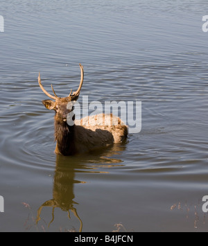 Fuß in Wasser Stockfoto