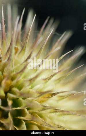 Karde, Dipsacus, Syivestris hautnah und Makro. Stockfoto