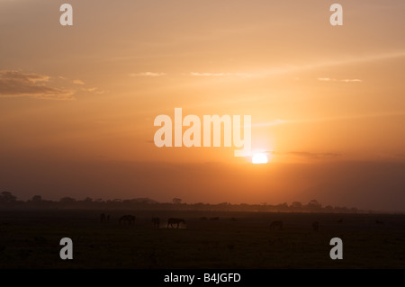 Zebras bei Sonnenuntergang im Amboseli Nationalpark, Kenia, Ostafrika Stockfoto