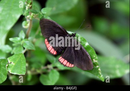 Roter Rand tropischer Schmetterling, Biblis hyperia, Nymphalidae. Tropisches Amerika Stockfoto