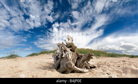 Drift Holz, in der Nähe von Lossiemouth, Moray-Shire, Scotland Stockfoto