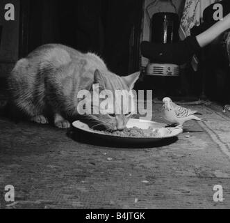 Wellensittiche Vögel Januar 1955 Tiger Tabby Katze teilen seine Nahrung mit Jimmy der Wellensittich das Paar zu Annette und John Cobb von Hendon gehören Stockfoto