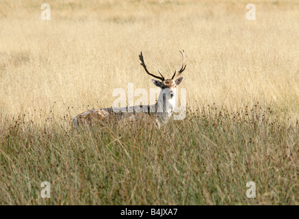 Europäischer Damhirsch Dama dama Stockfoto