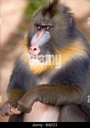 Männlicher Mandrill Stockfoto