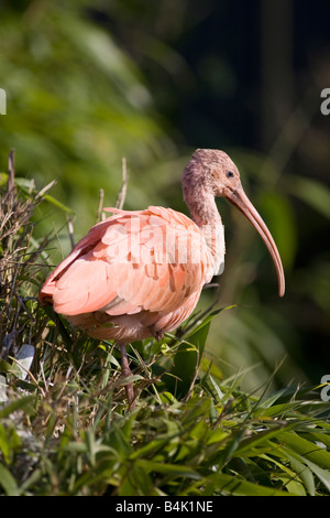 Scarlet Ibis Eudocimus ruber Stockfoto