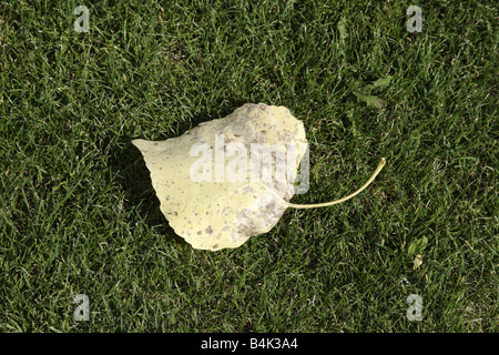 Fremont Cottonwood (Populus Fremontii) Blätter in den Rasen, Arizona, USA Stockfoto