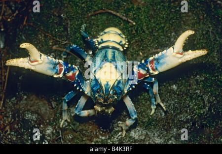 Lamington stacheligen Cray (Euastacus Sulcatus) endemisch Flusskrebse, Lamington National Park, Queensland Australien Stockfoto