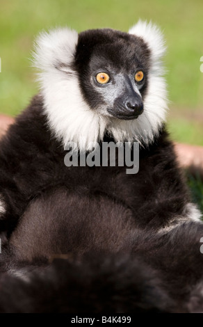 Schwarz weiß Ruffed Lemur Stockfoto