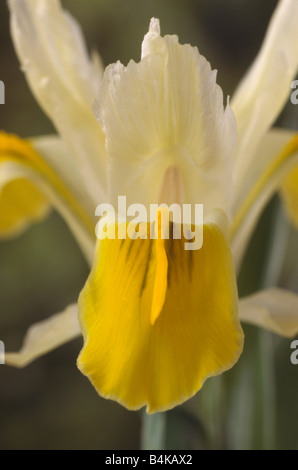 Iris Bucharica AGM Nahaufnahme von Herbst und Standard von gelben und weißen Juno-Iris. Stockfoto