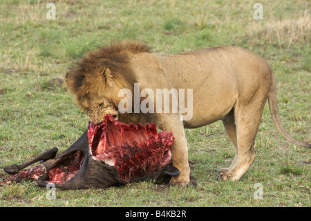 Lion Essen Tierkadaver in Masai Mara, Kenia, Ostafrika Stockfoto