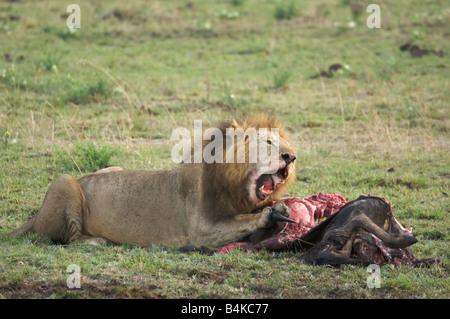 Lion Essen Tierkadaver in Masai Mara, Kenia, Ostafrika Stockfoto