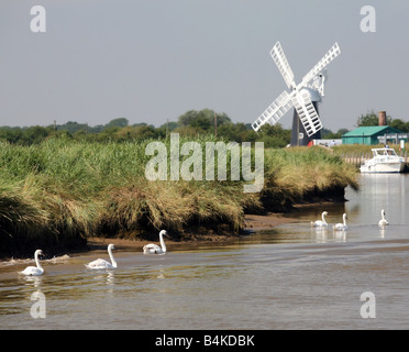 Schwäne auf dem Fluß Yare in der Nähe von Polkeys Mill auf den Norfolk Broads England Stockfoto