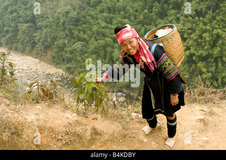 Eine Black Hmong Frau Kommissionierung eine Pflanze an einem Berghang in der Nähe von Sapa Nordvietnam Stockfoto