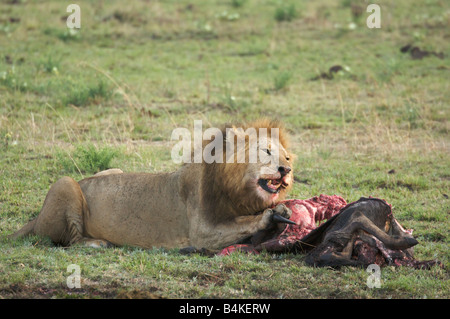 Lion Essen Tierkadaver in Masai Mara, Kenia, Ostafrika Stockfoto