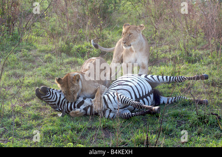 Löwen töten Zebra, Masai Mara, Kenia, Ostafrika Stockfoto