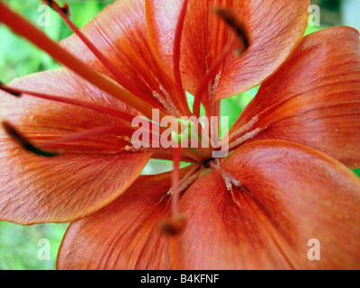 Eine Makroaufnahme einer schönen roten Lilie Stockfoto