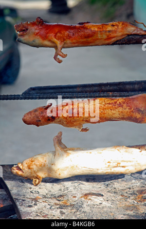 Meerschweinchen (cuy) gegrilltes am Straßenrand, Panamericana in der Nähe von Salcedo, Ecuador Stockfoto