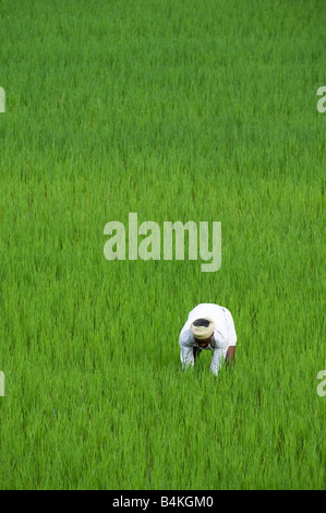 Indischen Bauern arbeiten in einem Reisfeld Paddy. Andhra Pradesh, Indien Stockfoto