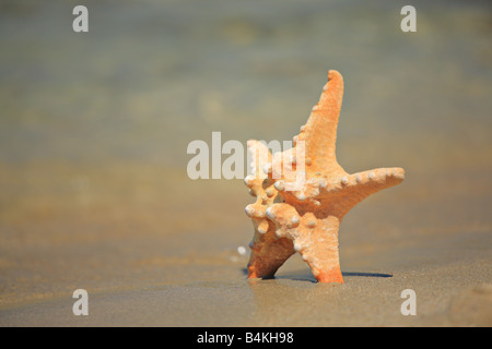 Seestern Stockfoto