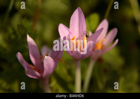 Blüten der Herbstzeitlose Colchicum Autumnale auf einer Wiese im Pragser Tal in Südtirol Italien Stockfoto