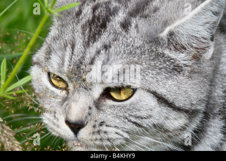 Pirsch lange Gras Katze Stockfoto