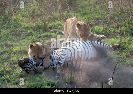 Löwen töten Zebra, Masai Mara, Kenia, Ostafrika Stockfoto