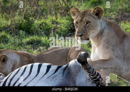 Löwen töten Zebra, Masai Mara, Kenia, Ostafrika Stockfoto